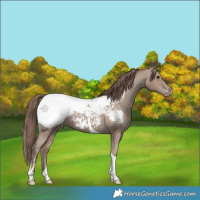 Horse Color:Classic Champagne Tobiano Appaloosa