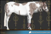 Horse Color:Silver Black Sabino Tobiano Frame Rabicano