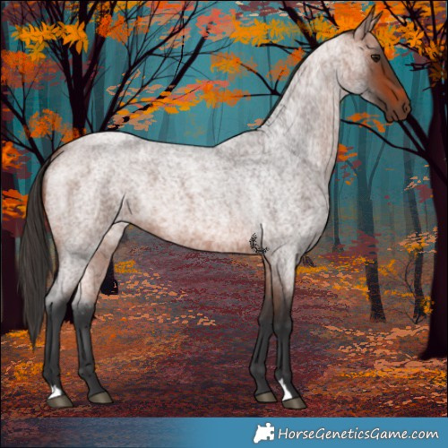 Horse Color:Bay Roan 