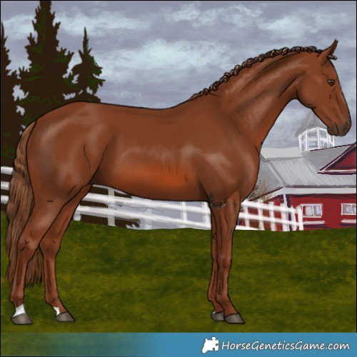 Horse Color:Chestnut 