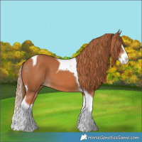 Horse Color:Chestnut Splash Tobiano