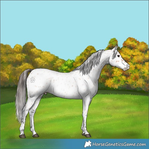 Horse Color:Bay Roan Appaloosa 