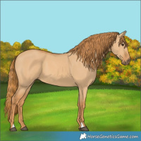 Horse Color:Red Dun 