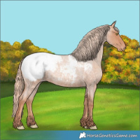 Horse Color:Gold Champagne Roan Snowcap 