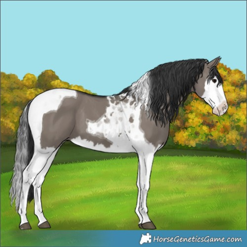 Horse Color:Grullo Splash Tobiano 