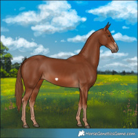 Horse Color:Chestnut Frame 