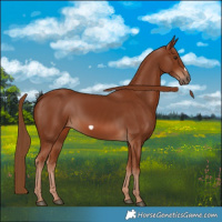 Horse Color:Chestnut Frame 