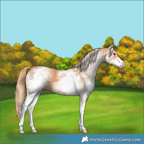 Horse Color:White Spotted Chestnut 