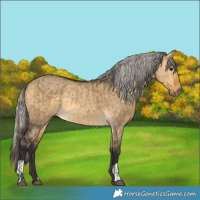 Horse Color:Buckskin Dun and Silver Buckskin Dun