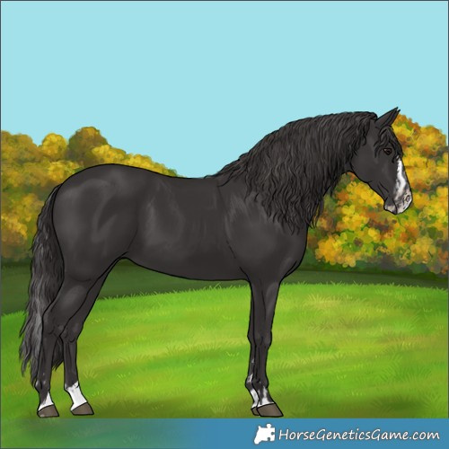 Horse Color:Smoky Black and Smoky Black Splash