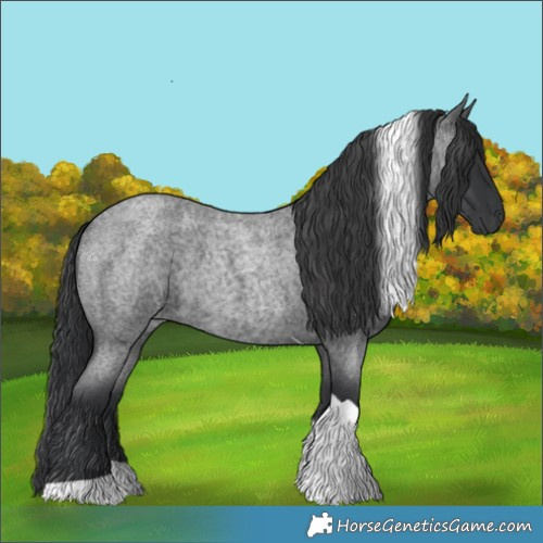 Horse Color:Blue Roan Tobiano