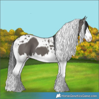Horse Color:Grullo Splash Tobiano