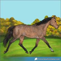 Horse Color:Bay Dun  and Bay Dun 