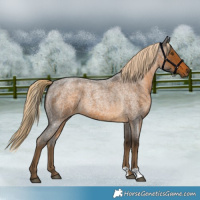 Horse Color:Chocolate Palomino Roan