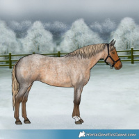 Horse Color:Chocolate Palomino Roan