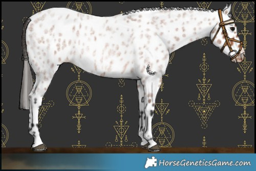 Horse Color:Bay Roan Leopard 