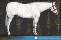 Horse Color:Bay Roan Appaloosa 
