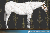 Horse Color:Bay Roan Leopard 