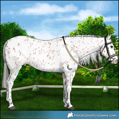 Horse Color:Bay Roan Appaloosa
