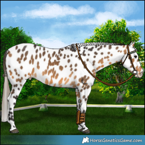 Horse Color:Buckskin Appaloosa