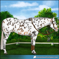 Horse Color:Buckskin Leopard 