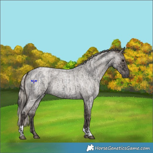 Horse Color:Smoky Blue Roan  and Silver Smoky Blue Roan 