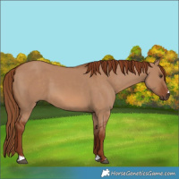 Horse Color:Red Dun 