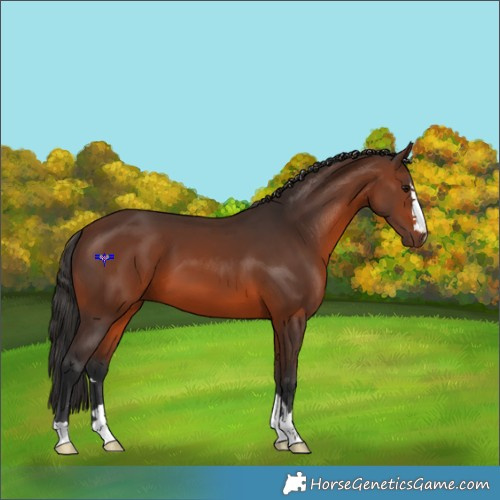 Horse Color:Brown 