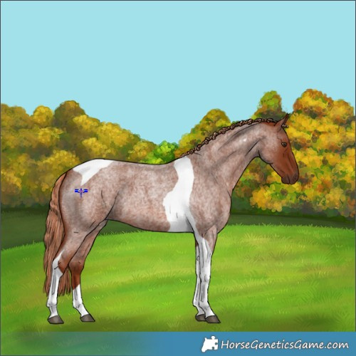 Horse Color:Red Roan Tobiano 