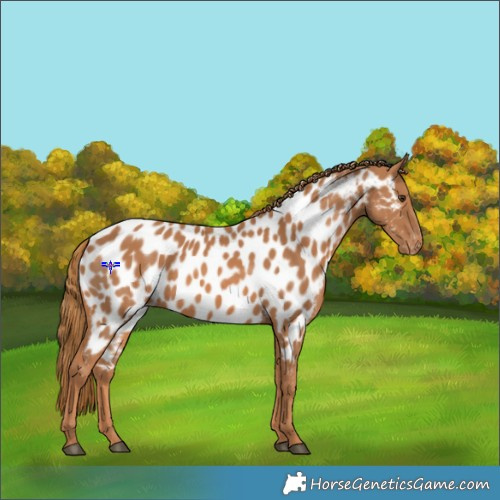 Horse Color:Chestnut Appaloosa