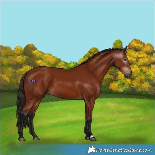 Horse Color:Gray Bay 