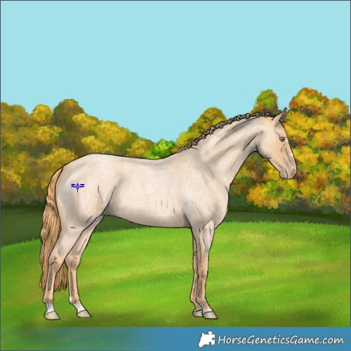 Horse Color:Gold Champagne Roan