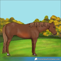 Horse Color:Chestnut 