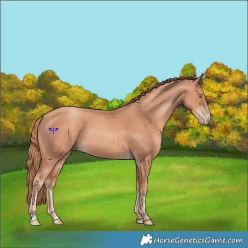 Horse Color:Gold Champagne 