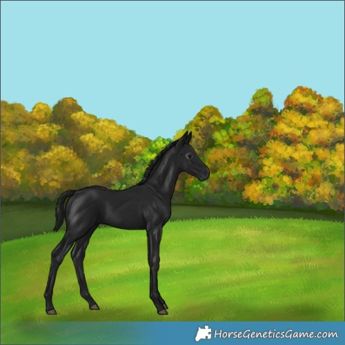 Horse Color:Gray Black 