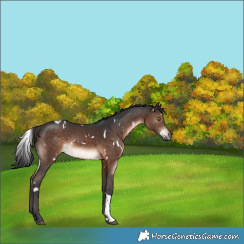 Horse Color:White Spotted Brown Tobiano 