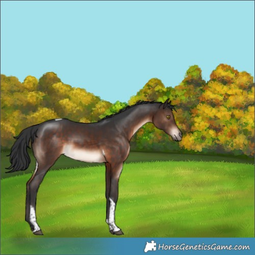 Horse Color:Brown Tobiano