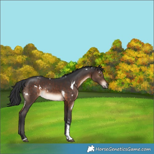 Horse Color:White Spotted Brown Tobiano 