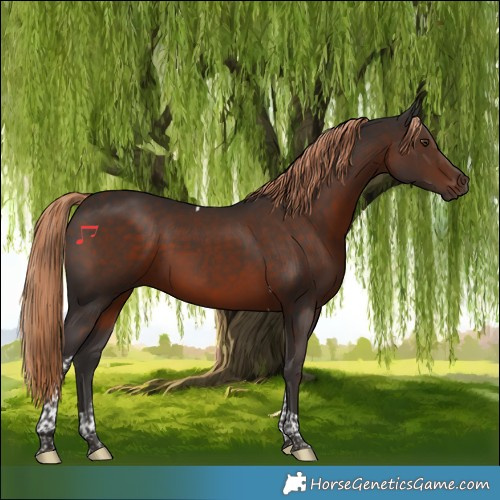 Horse Color:Liver Chestnut Tobiano 