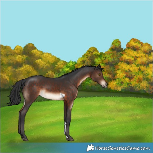 Horse Color:Brown Tobiano 
