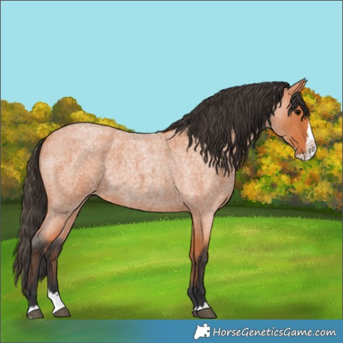 Horse Color:Bay Roan Splash