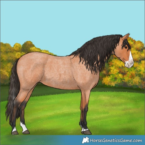 Horse Color:Bay Roan Splash