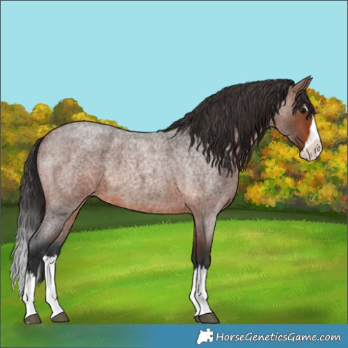 Horse Color:Brown Roan Splash
