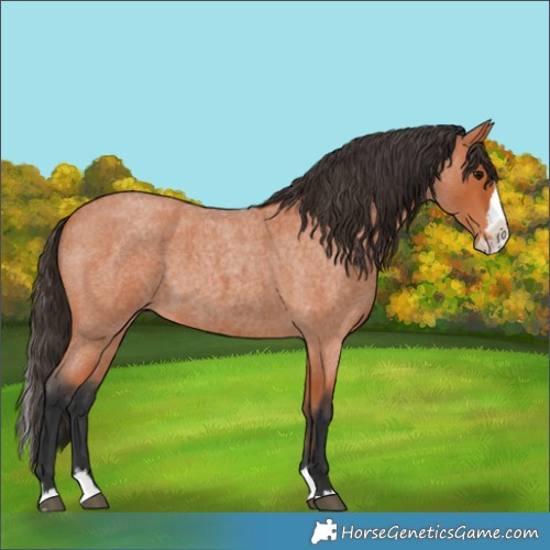 Horse Color:Bay Roan Splash