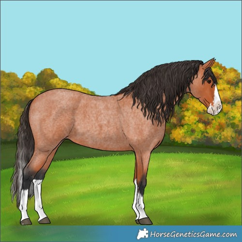 Horse Color:Bay Roan Splash