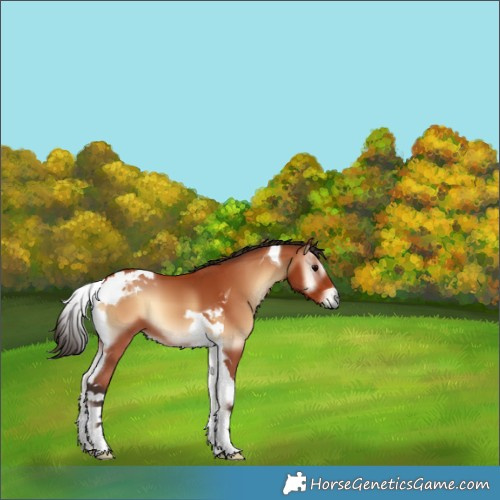 Horse Color:Bay Onyx Tobiano