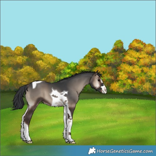 Horse Color:Blue Onyx Tobiano Appaloosa