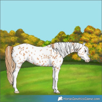 Horse Color:Chestnut Splash Appaloosa 