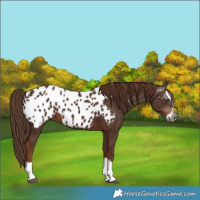 Horse Color:Gray Chestnut Splash Appaloosa 