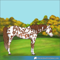 Horse Color:Chestnut Splash Appaloosa 
